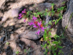 Clarkia concinna concinna