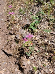 Clarkia concinna concinna