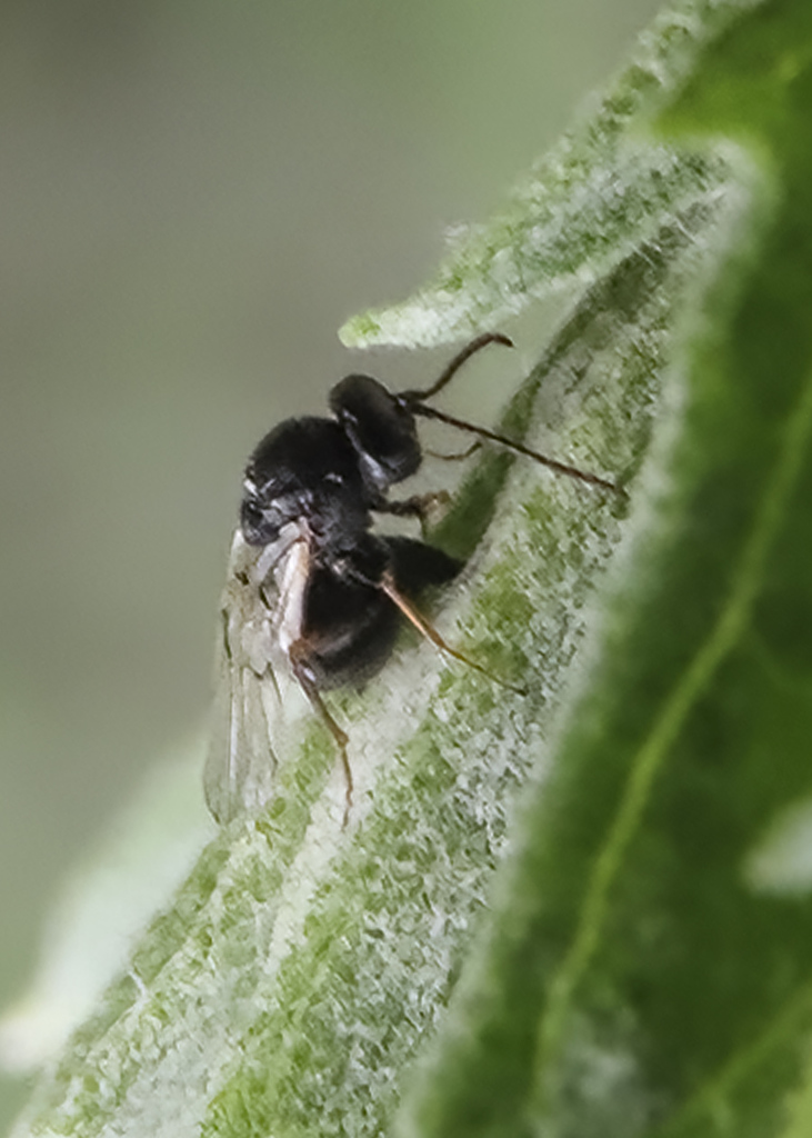 Russian knapweed gall wasp from w e johnson park east richland wa