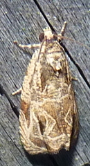 Olethreutes permundana