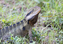 Intellagama lesueurii