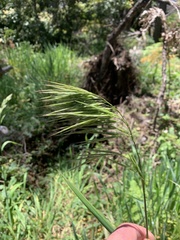 Bromus laevipes