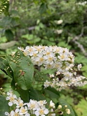 Eriophyes emarginatae