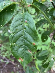 Eriophyes emarginatae