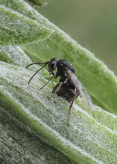 Aulacidea acroptilonica