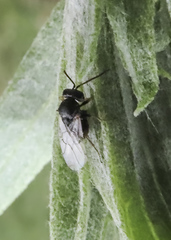 Aulacidea acroptilonica