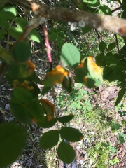 Phragmidium rosae-multiflorae