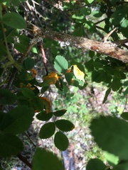 Phragmidium rosae-multiflorae