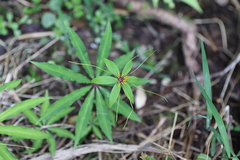 Paris polyphylla stenophylla