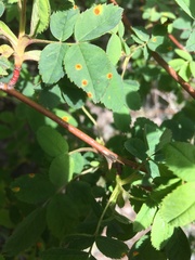 Phragmidium rosae-multiflorae