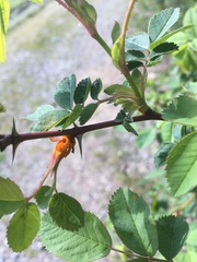 Phragmidium rosae-multiflorae