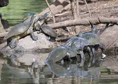 Emydura macquarii krefftii