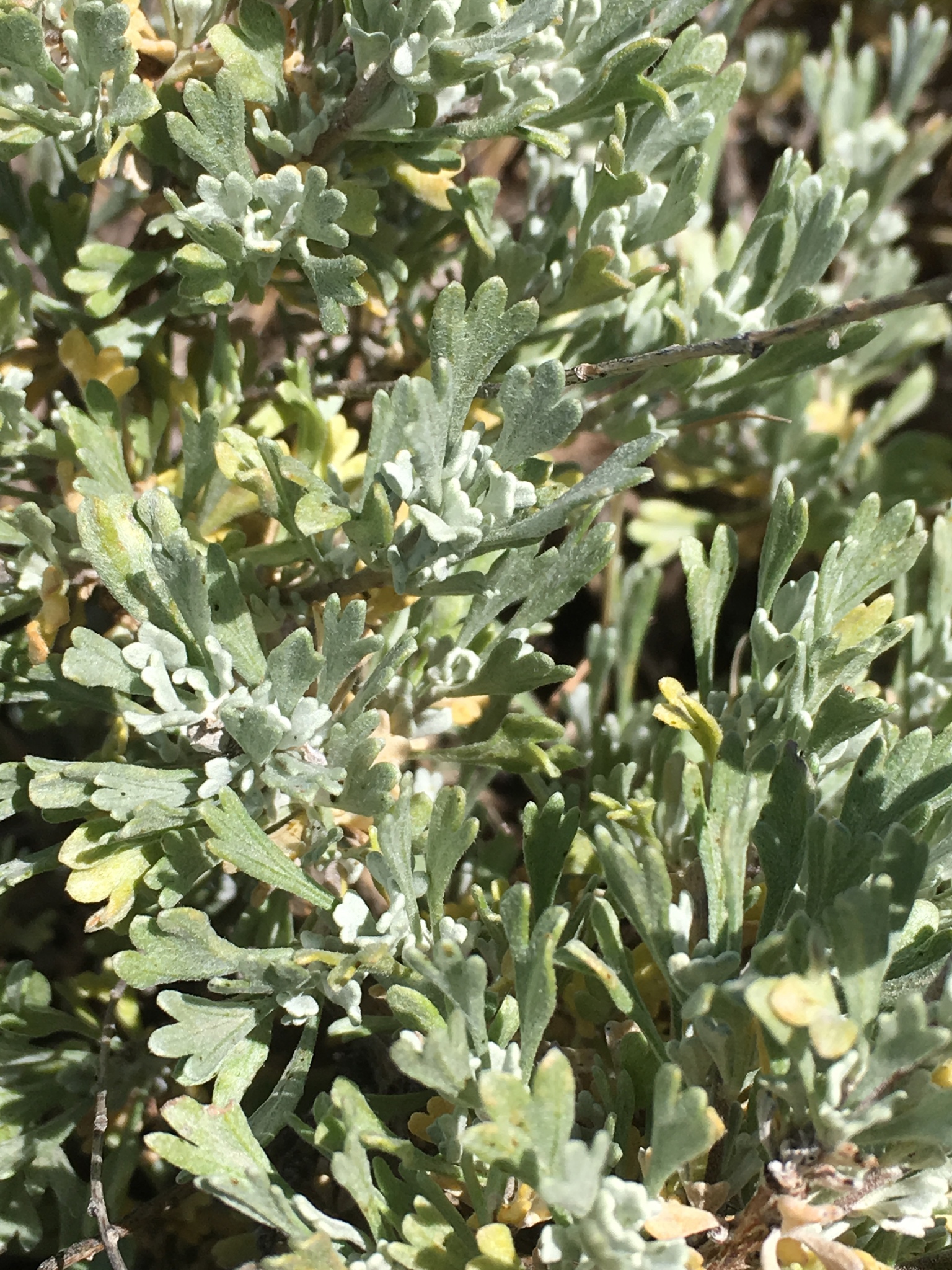 Artemisia arbuscula ssp. arbuscula