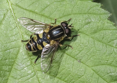 Helophilus fasciatus