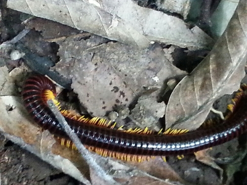 Trigoniulus macropygus