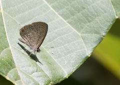 Catochrysops panormus