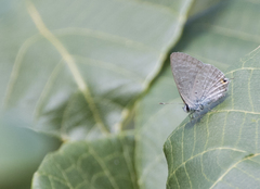 Catochrysops panormus