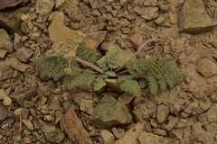 Lomatium foeniculaceum fimbriatum