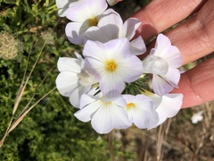 Leptosiphon grandiflorus