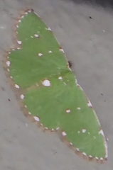 Chlorochromodes dialitha