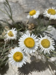Erigeron filifolius