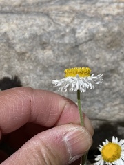 Erigeron filifolius