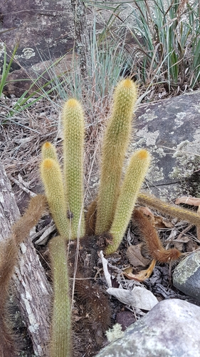 Arthrocereus melanurus ssp. melanurus