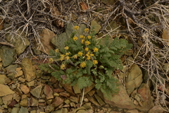 Lomatium foeniculaceum fimbriatum