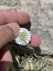 Erigeron filifolius