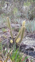 Arthrocereus melanurus melanurus