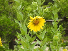Silphium radula
