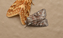 Lacinipolia cuneata
