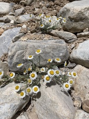 Erigeron filifolius