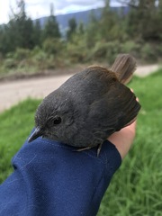 Scytalopus