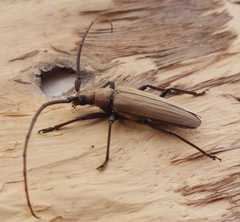 Aegolipton marginale