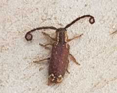 Sophronica apicalis