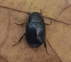 Apogonia cribricollis