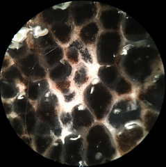 Melanogaster ambiguus