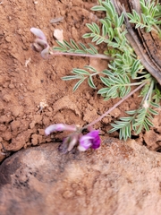Astragalus desperatus
