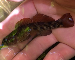 Etheostoma podostemone