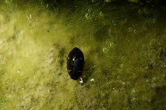 Platambus pictipennis