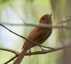 Rhytipterna holerythra