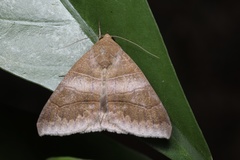 Bastilla praetermissa