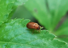 Byturus unicolor