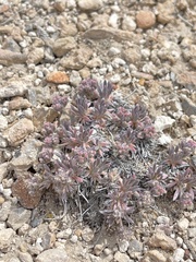 Eriogonum villiflorum