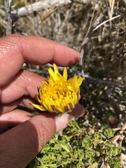 Agoseris apargioides