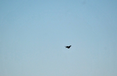 Quiscalus nicaraguensis