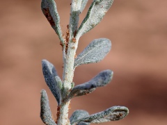 Olearia pimeleoides