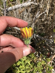 Agoseris apargioides