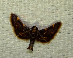 Hypsopygia pelasgalis